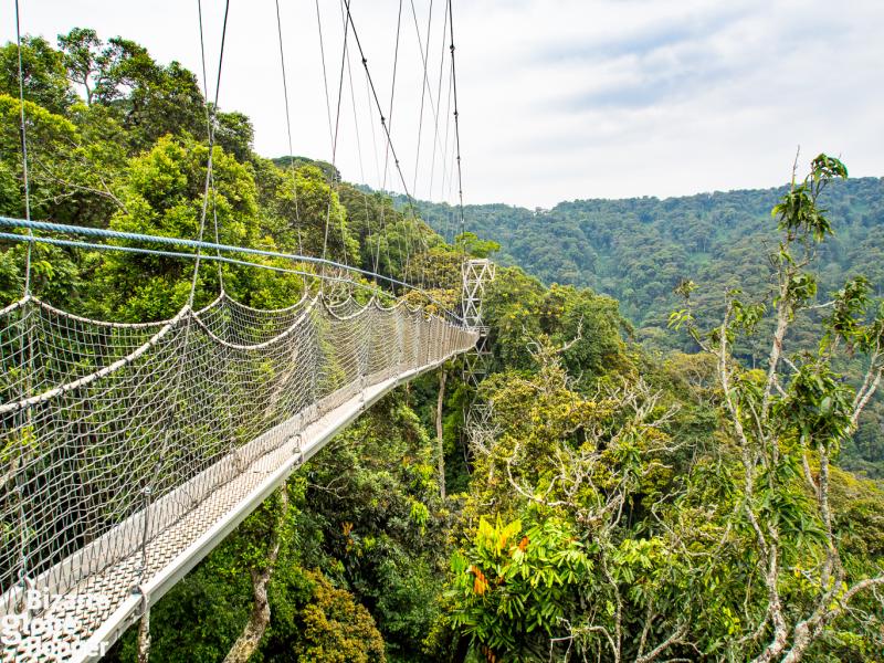 Canopy Walk